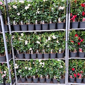 Bild von Kp17 Sundaville Rek White